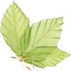 Logo Tanja Hilgers 🍃 uitgeverij