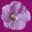 Logo van Flower and Shower