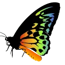 Logo van Yogapraktijk De Vlinder