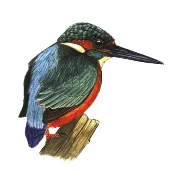 Logo van Vereniging van Vrienden van Natura Docet Wonderryck Twente