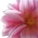 Logo van Bloei! Kleur in persoonlijke ontwikkeling