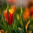 Logo Tulip Rewards Advisory