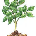 Logo van Aardappelveredelingsbedrijf Jalving bv