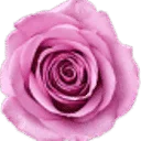 Logo Gerard Heemskerk Bloemenexport B.V.